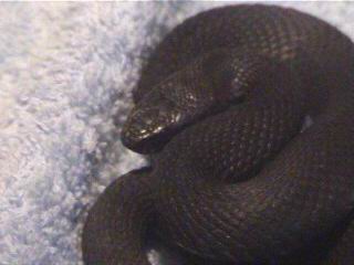 Melanistic Female European Adder(Vipera berus)-2004(2).JPG [12 Kb]